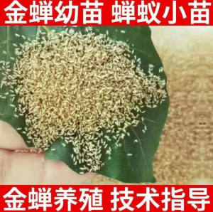 金蝉种子幼虫幼苗知了猴蝉种子金蝉卵金蝉苗知了猴种苗爬叉种爬蚱