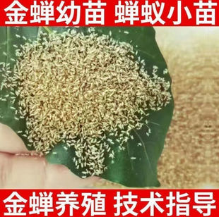 金蝉种子幼虫幼苗知了猴蝉种子金蝉卵金蝉苗知了猴种苗爬叉种爬蚱