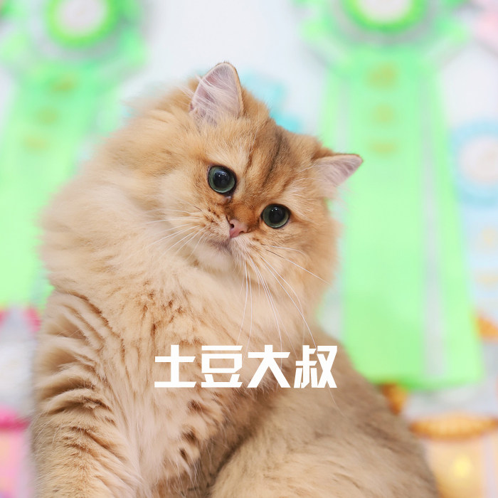 土豆大叔家英国长毛猫金渐层种母展示 五代血统带wcf证