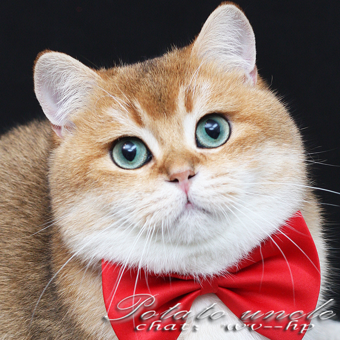 土豆大叔家欧洲血统高级金渐层种公展示 五代血统带wcf证书