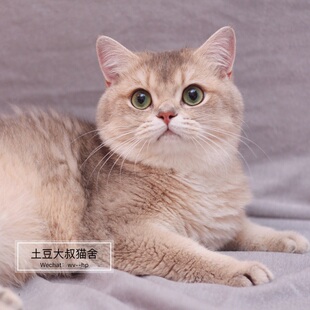 土豆大叔家德国血统wcf证书蓝金渐层种母猫芭比