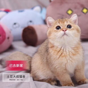 土豆大叔家欧洲血统英短WCF金渐层弟弟五代血统证