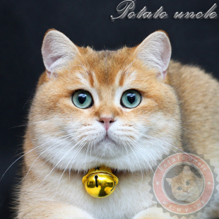 带WCF证书 土豆大叔家欧洲血统高级英短金渐层猫种公展示