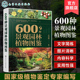 草本植物藤本植物灌木乔木 600种景观园林植物图鉴 园林工作者和广大植物爱好者参考 景观应用搭配图与花坛花境景观案例 车晋滇