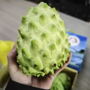 海南凤梨释迦果礼盒装5斤大果