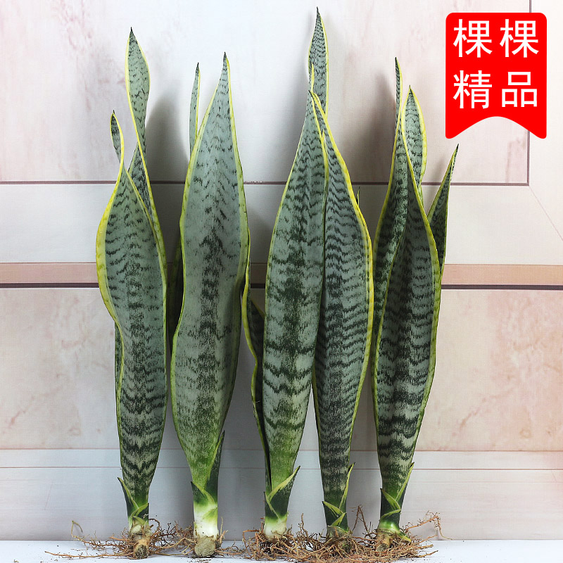 高叶银脉金边虎皮兰盆栽水培植物室内花卉麦佛手客厅剑叶虎尾兰苗 锦卉花园 淘优券