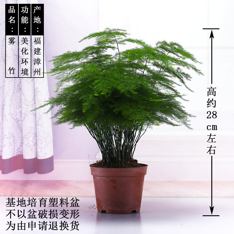 文竹盆栽植物室内净化空气四季常青水培绿植花卉创意盆景矮化雾竹