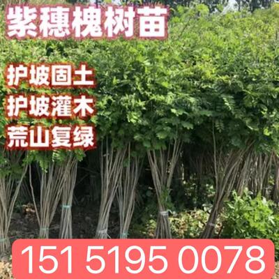 紫穗槐树苗基地防沙固沙护坡国槐苗刺槐苗紫花苗耐寒耐旱道路绿化