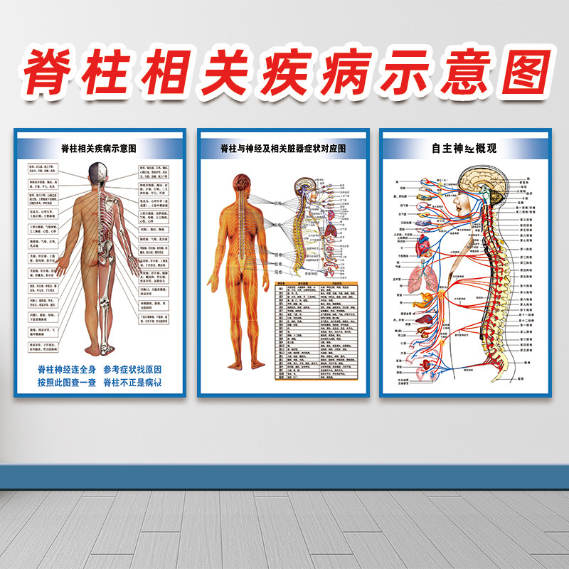 脊柱相关疾病示意图腰椎间盘广告自主神经概观宣传画人体脊柱挂图