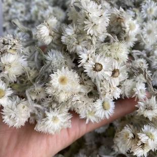 甘孜山货.g海螺.贡嘎.雪菊.高原野菊花.花骨一罐