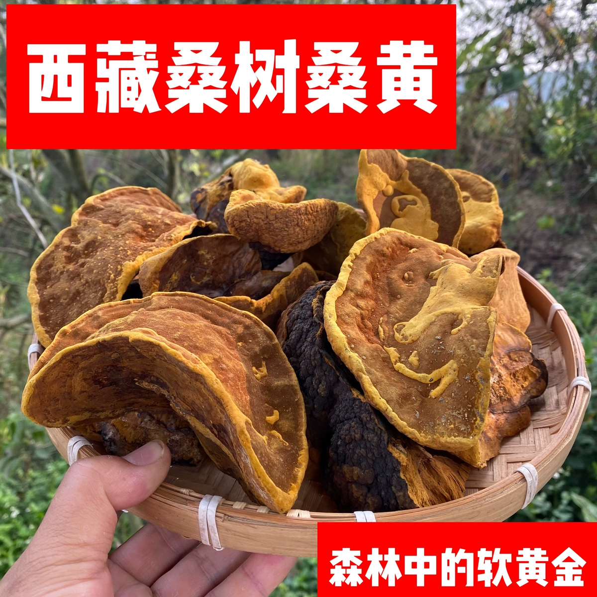 【桑黄】西藏正宗桑树桑黄野生特级精选周期餐500g桑黄+500g灵芝