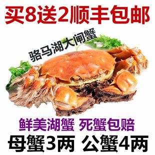 宿迁骆马湖大闸蟹公4两母3两10只中秋礼盒螃蟹鲜活水产同城闪送到