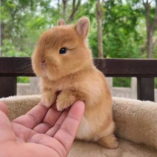 兔子活物小型侏儒黄白灰白黑白道奇儿童好养迷你宠物兔垂耳兔活体