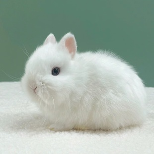 小型侏儒兔子活物长不大迷你兔儿童家养宿舍宠物兔荷兰垂耳兔活体