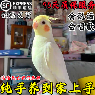 玄凤鹦鹉活鸟会说话纯手养鹦鹉黄化幼崽原始灰雏鸟虎皮鹦鹉宠物鸟