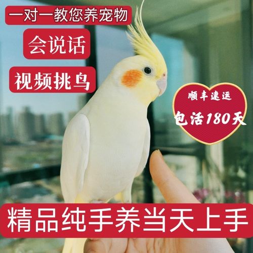 玄凤纯手养鹦鹉活体幼鸟会说话宠物鸟原始灰公母繁殖黄化玄凤白子