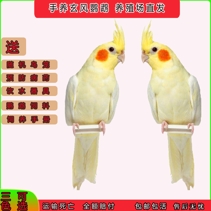 玄凤鹦鹉鸟活体观赏会学说话纯手养宠物可繁殖鸟亲人黄化玄凤鹦鹉,宠物/宠物食品及用品,鸟,淘宝优惠券,粉丝福利购,淘宝优惠卷
