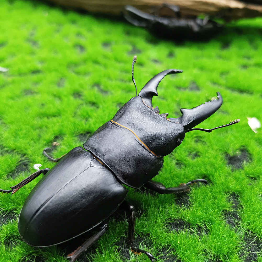 中华大扁锹好养锹形虫甲虫成虫独角仙入门活体科普昆虫锹甲宠物图片