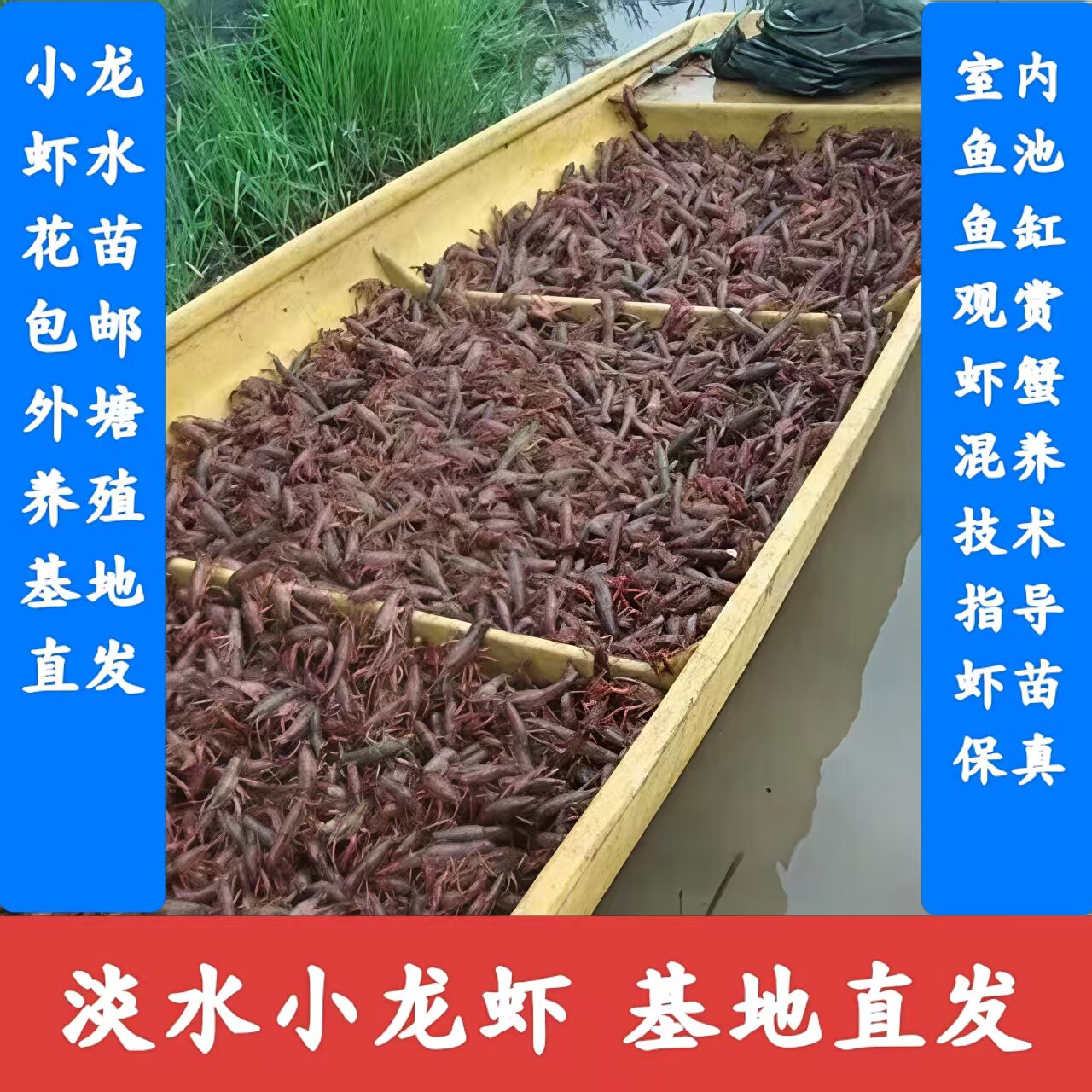 高抗小龙虾成品虾活体鲜活养殖幼苗活虾批发包活稻田淡水种苗包邮