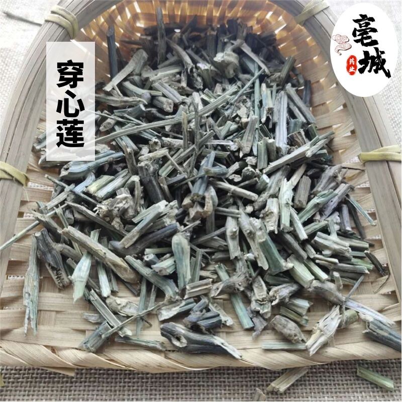 穿心莲 中药材 500g包邮 野生干穿心莲 新货穿心莲 穿心莲粉