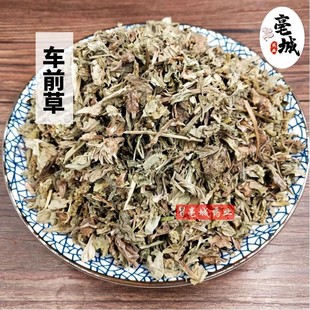 包邮 车前草50克g中药材车前草干非新鲜野生泡水喝另售车前子满500