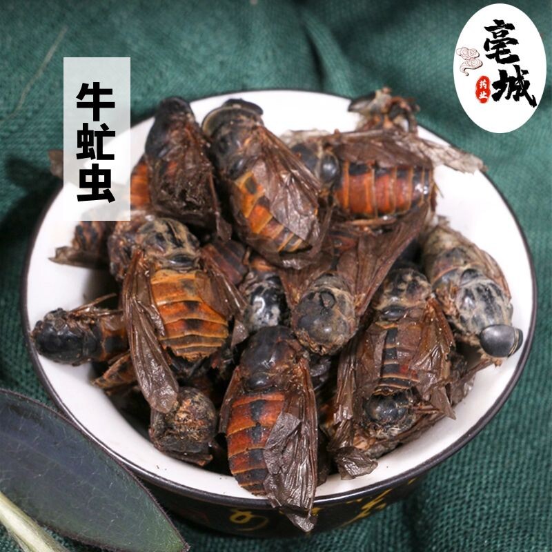 牛虻虫中药材新货大个免费打粉