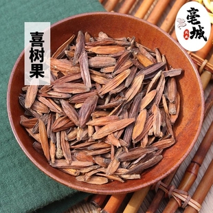 喜树果中药材250克g包邮千丈树 水栗子 天梓树中药材店铺喜树果粉