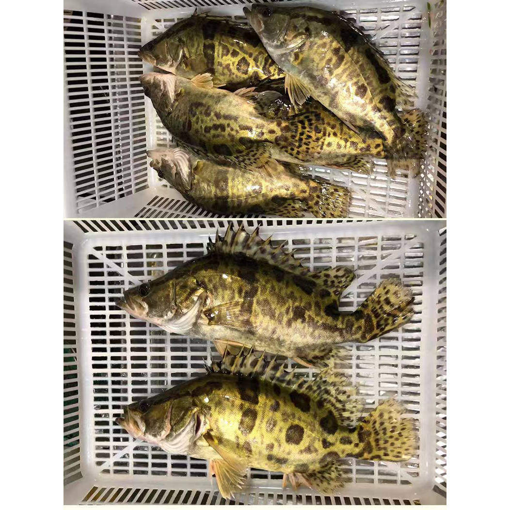 【新鲜苏北鳜鱼】鲜活桂鱼活鱼虾冷冻生鲜季花桂花鱼淡水鱼