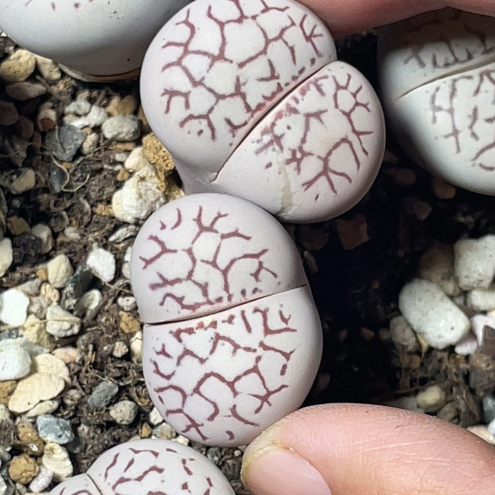 双头优选红纹大白