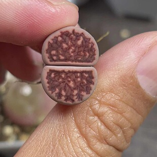 紫菊杂
