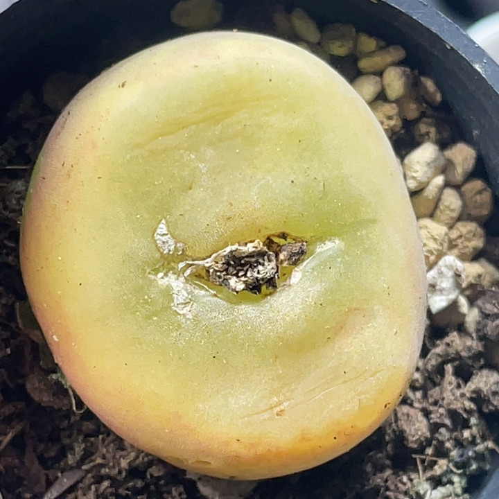 蟠桃,鲜花速递/花卉仿真/绿植园艺,多肉植物,淘宝优惠券,粉丝福利购,淘宝优惠卷