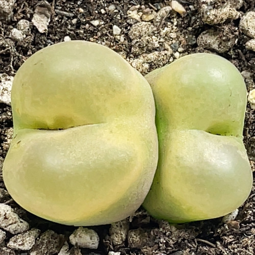 大双头荔枝毛