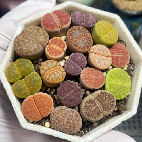 好看的彩混