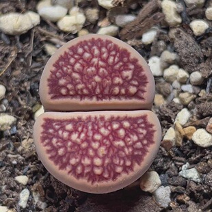 莲花纹 雕刻菊