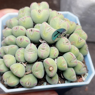 红边红嘴 口笛群