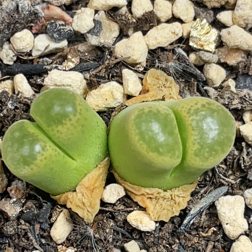草莓风玲
