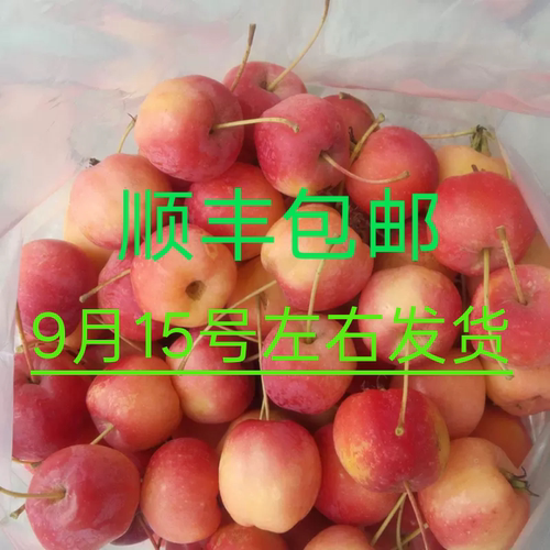 怀来地方特产好吃的海棠果