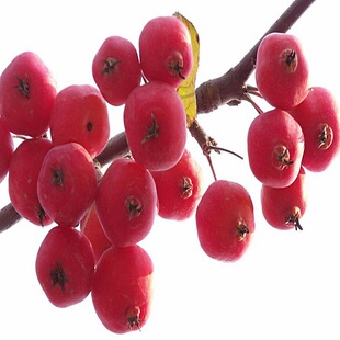 海棠树苗,八棱海棠果苗树,庭院地栽,当年开花结果,耐寒－20度