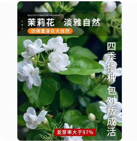 茉莉花种孑籽风车虎头白紫非洲茉莉花种子粒盆栽植物室内浓香四季