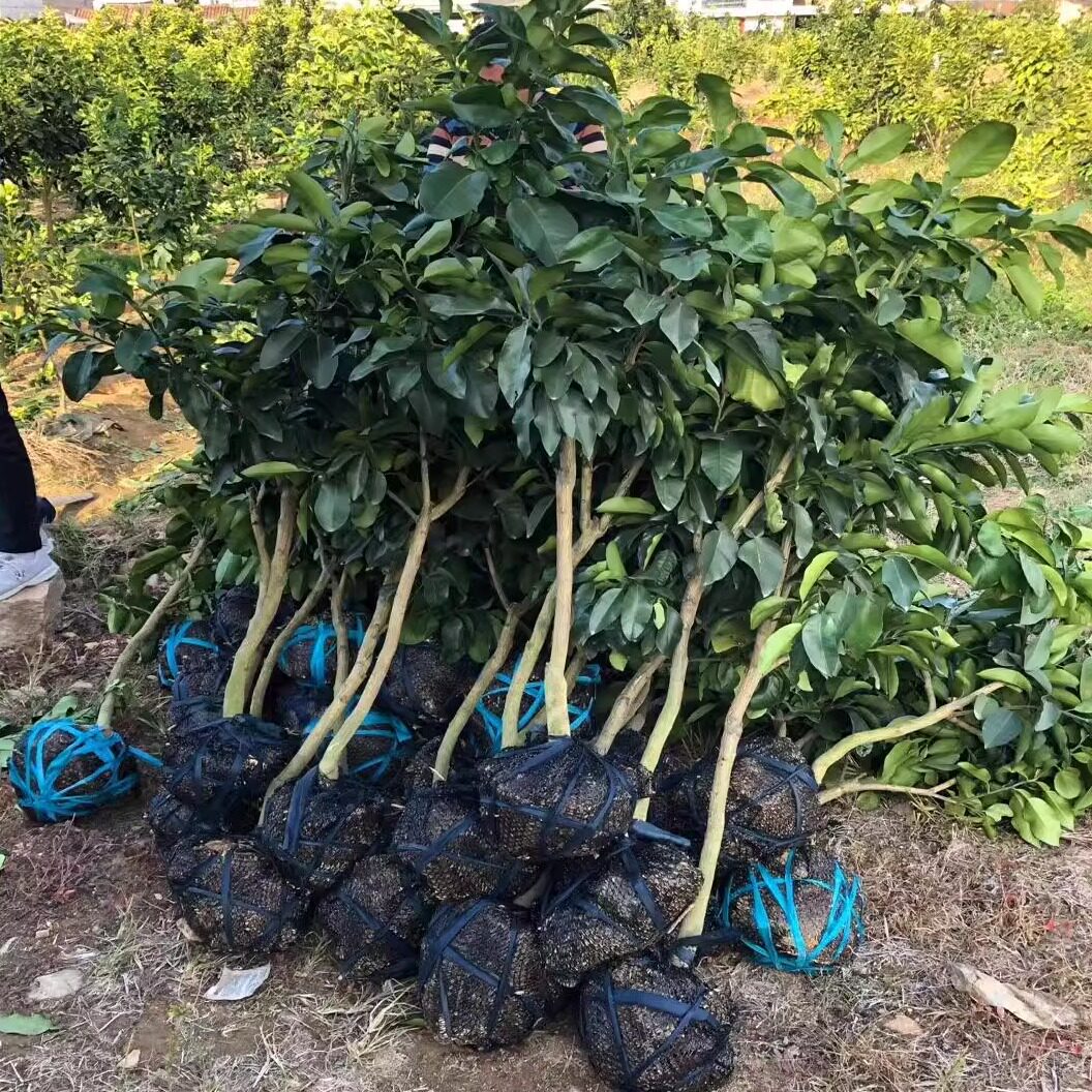 福建平和红心柚苗已嫁接泰国青柚庭院观赏红宝石红柚暹罗大果红柚