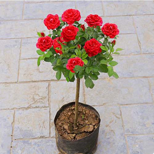 树桩欧月树型带花植物庭院大花浓香盆栽爬藤藤本月季花苗树状月季