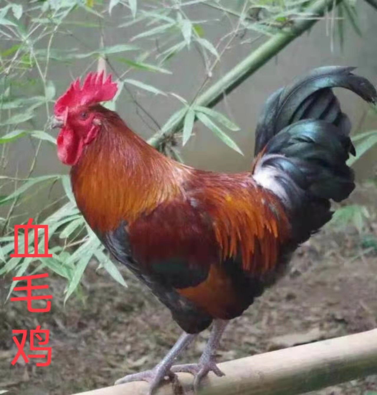 现捡现发血毛鸡红毛鸡受精种蛋大型青脚鸡可孵化小鸡受精蛋包邮