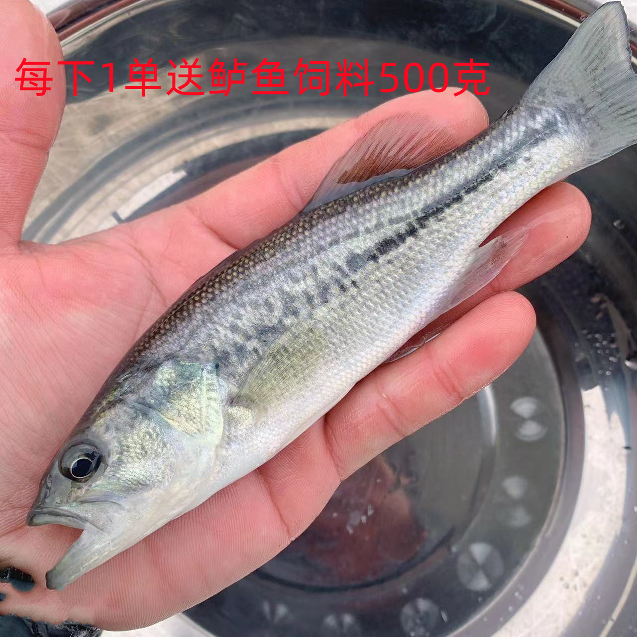 鲈鱼苗大口鲈加州鲈黑鲈淡水鱼苗