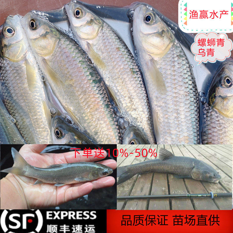 青鱼螺蛳青乌皖大乌青淡水养殖苗