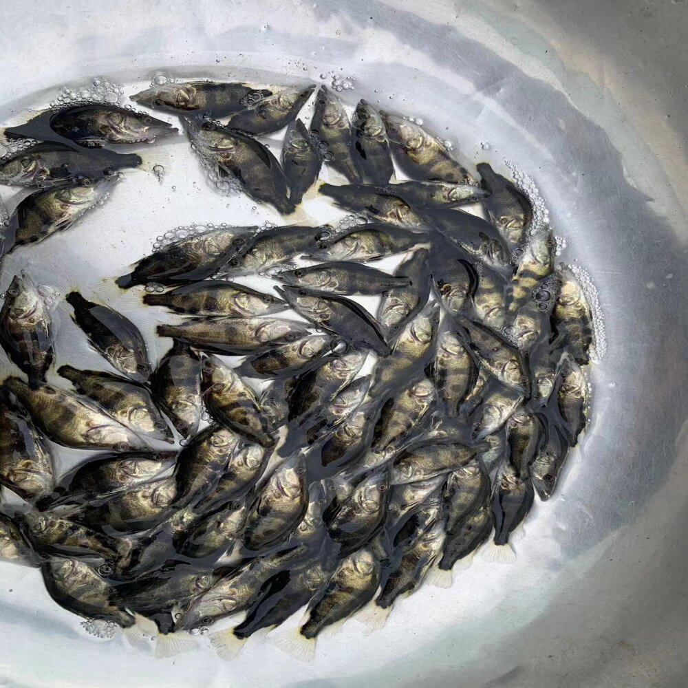 淡水鳜鱼桂鱼季花鱼花鲫鱼鳌花鱼养殖食用观赏鱼路亚鱼无寄生虫苗