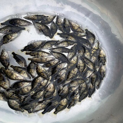 桂鱼苗季花吴江苗6个月长1斤壮苗