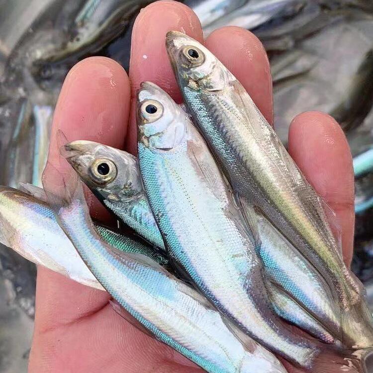 草鱼苗翘嘴苗花鲢苗青鱼鳊鱼