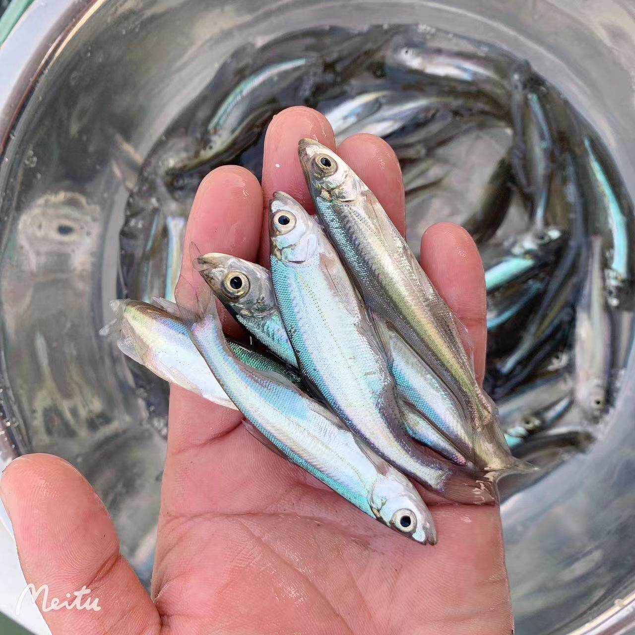 可长1米多的米翘白鱼翘嘴苗养殖淡水鱼类包活到家浙江发货