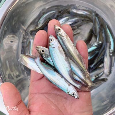 翘嘴白鱼上层1-4斤养殖路亚鱼