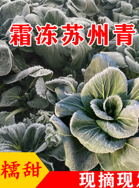 苏北农家露天霜冻青菜新鲜绿叶菜苏州青香糯软甜孕妇特色时令蔬菜